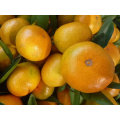 Mandarine chinoise